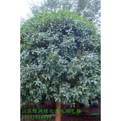 绿洲苗圃销售各规格洒金柏.洒金柏球.洒金柏价格.洒金柏基地