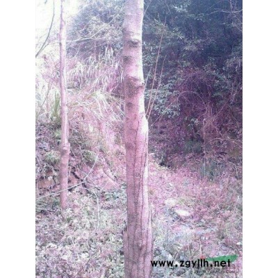 江西九江瑞昌供应杜仲树直径10一20公分