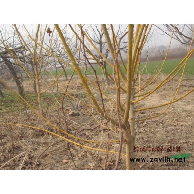 安徽供应紫叶矮樱