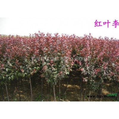 茶花,茶花规格*,茶花价格行情,浙江茶花种植基地