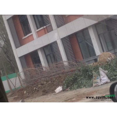 杭州地区低价出售30公分精品银杏