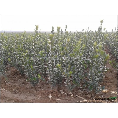 洛阳大叶黄杨基地洛阳大叶黄杨价格洛阳大叶黄杨