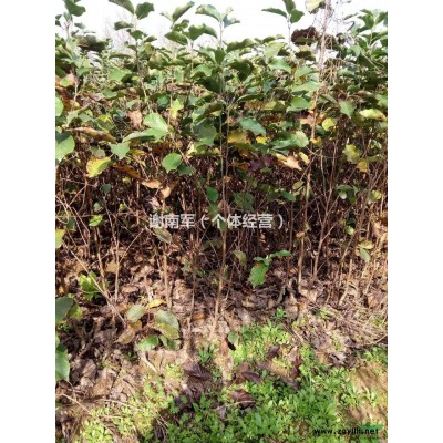 供应大批量日本红枫，精品桂花，红白玉兰