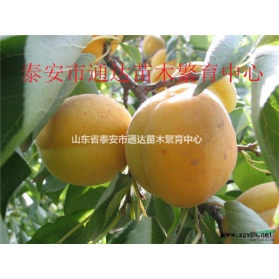 大量供应果树苗柿子树苗桃树苗1公分2公分3公分4份公分5公分