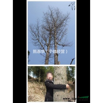 湖南益阳银杏,大银杏,银杏树,乔木,绿化苗木