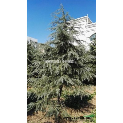 郑州经开区5米雪松200棵急售