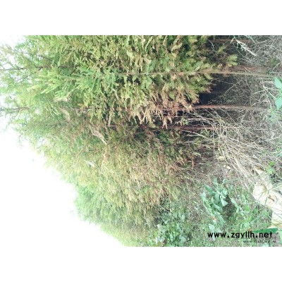 湖南落羽杉，优质落羽杉，低价供应落羽杉，*实惠的落羽杉