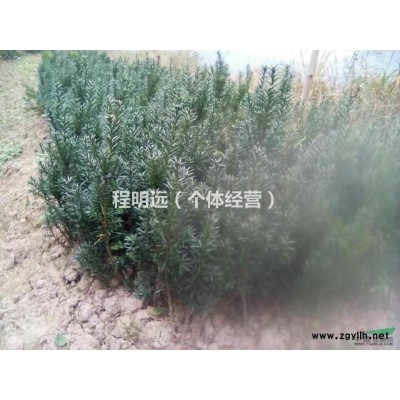 量大从优。重庆急售红豆杉苗木10万颗，价格1-1.3元