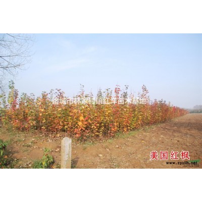 常年供应美国红枫、日本红枫、鸡爪槭等绿化苗木