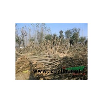 山东地区供应3-30公分的国槐