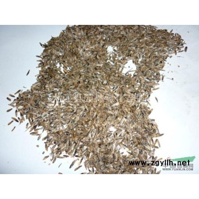 供应红豆杉小苗 九江红豆杉价格 江西红豆杉价格  红豆杉价格