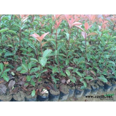 茶花小苗价格5毛