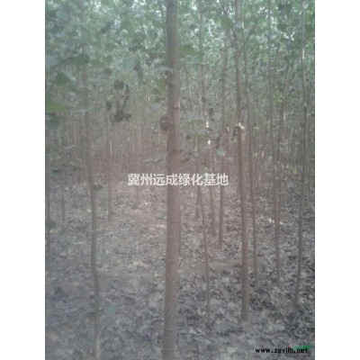 银杏（实生）:规格米径5---13公分