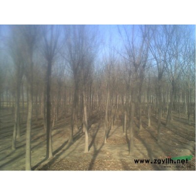 5公分国槐哪有卖的多少钱上车