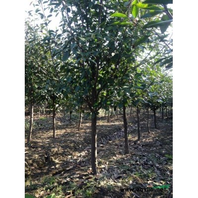 出售4~5公分红叶石楠杆子苗，2~3米红叶石楠篱笆可做高杆