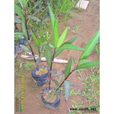 非洲茉莉袋苗