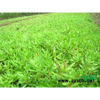 桧柏苗 龙柏苗 小苗 工程苗 优质桧柏苗 龙柏苗 基地直销