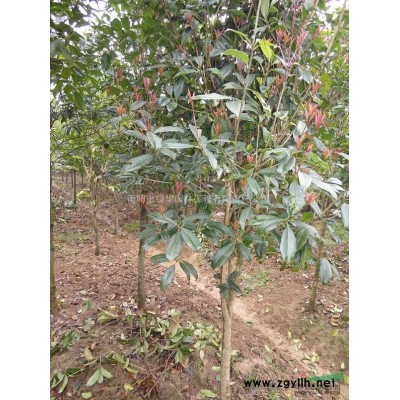 紫荆衡阳的绿化苗木，紫荆高2米，丛生5根，粗度3-4公分