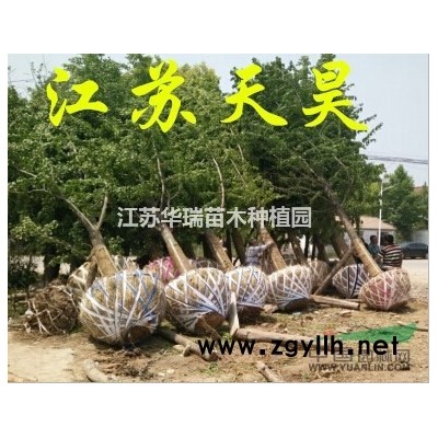 主要经银杏，桂花，香樟，榉树，海桐，金森女贞，法青等各种苗木