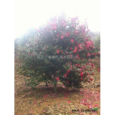 紫玉兰，紫玉兰价格，紫玉兰供应，紫玉兰图片