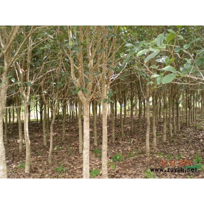 低价供应桂花树苗规格高30cm-200cm