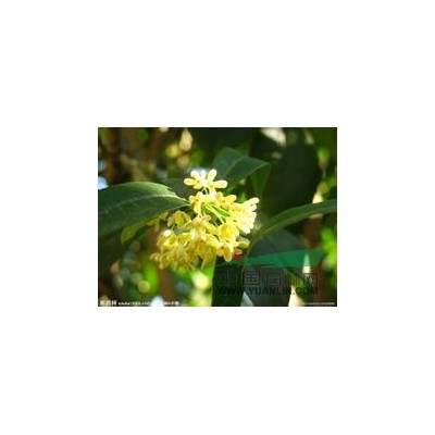 温江金叶女贞，低价金叶女贞批发，四川金叶女贞批发温江九九苗圃