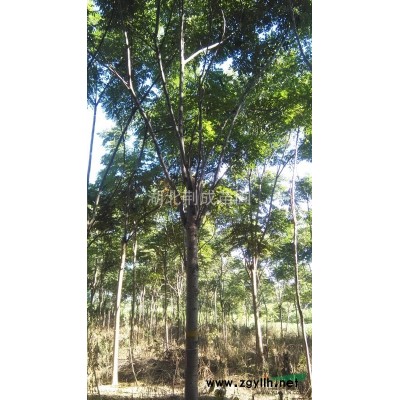 黄山栾树12公分至16公分