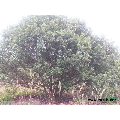 长期大量出售杨梅树