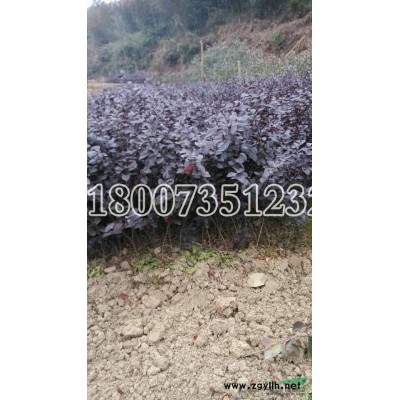 红花继木基地供应/红花继木基地图片