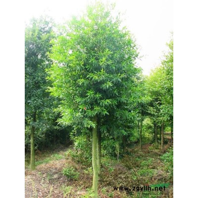 紫玉兰种子报价/江西紫玉兰种子报价