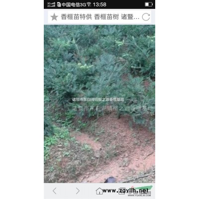 香榧苗   多年生香榧苗     优质嫁接苗