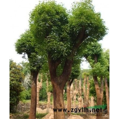 长沙金叶女贞球 跳马金叶女贞基地 金叶女贞图片 价格