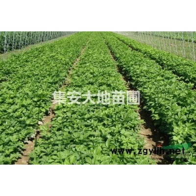 大量销售紫椴，黄菠萝，水曲柳，红松等幼苗。。。。。。