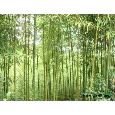 大量供应垂丝海棠图2