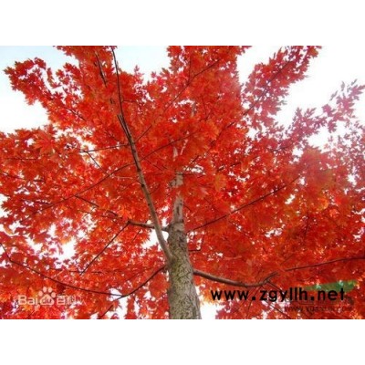 秋火焰1公分年至6公分小苗——山东