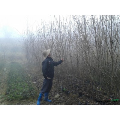 纯正日本大岛樱（嫁接苗，单瓣淡白粉色）