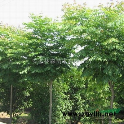 30—50公分香樟冠型好