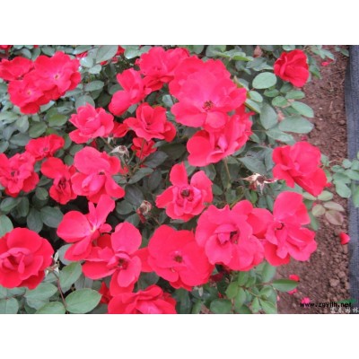 大花月季、盆栽月季、丰花月季、地被月季、微型月季