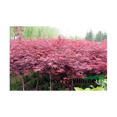 常年供应红枫