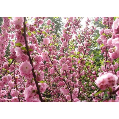 油松,樟子松,云杉,丁香,榆叶梅,