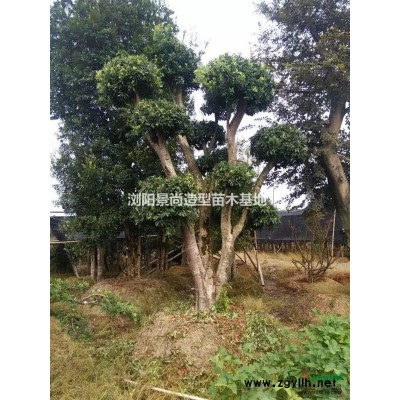 专业嫁接，造型。低价批发,零售:  造型 红继木10到40，