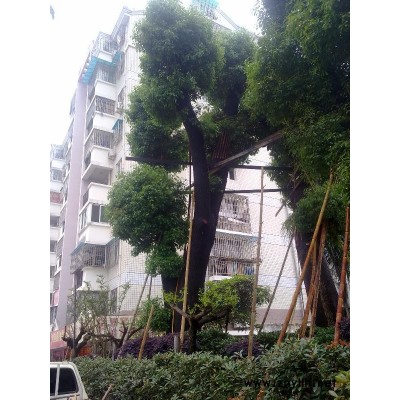 黄金香柳、非洲茉莉、红叶石楠球