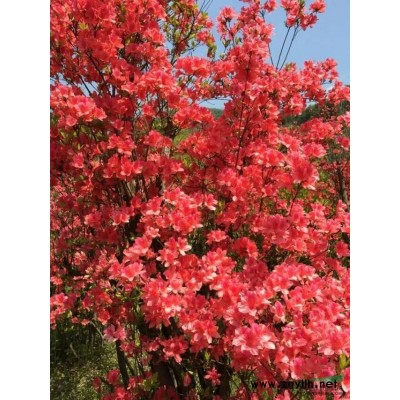 野生映山红/杜鹃