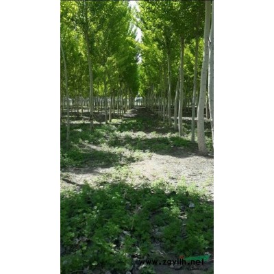 出售大量银中杨8-15公分