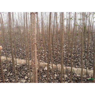 山东德州供应速生杨107  1--3公分
