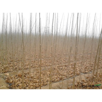 低价出售2--3米速生法桐小苗