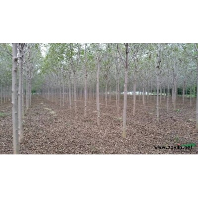 法桐、白蜡、垂柳大量出售