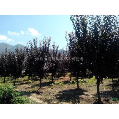 红枫 嵊州红枫 红枫价格 紫薇 红叶李