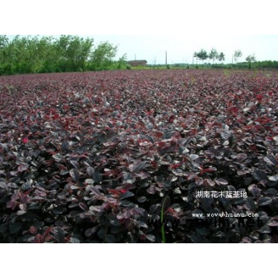 红花继木|红花继木价格|红花继木盆景