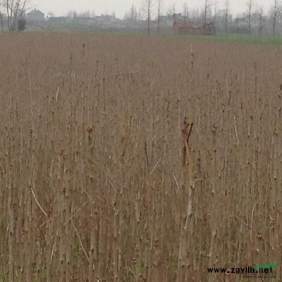 湖北地区大量供应俩年银杏小苗